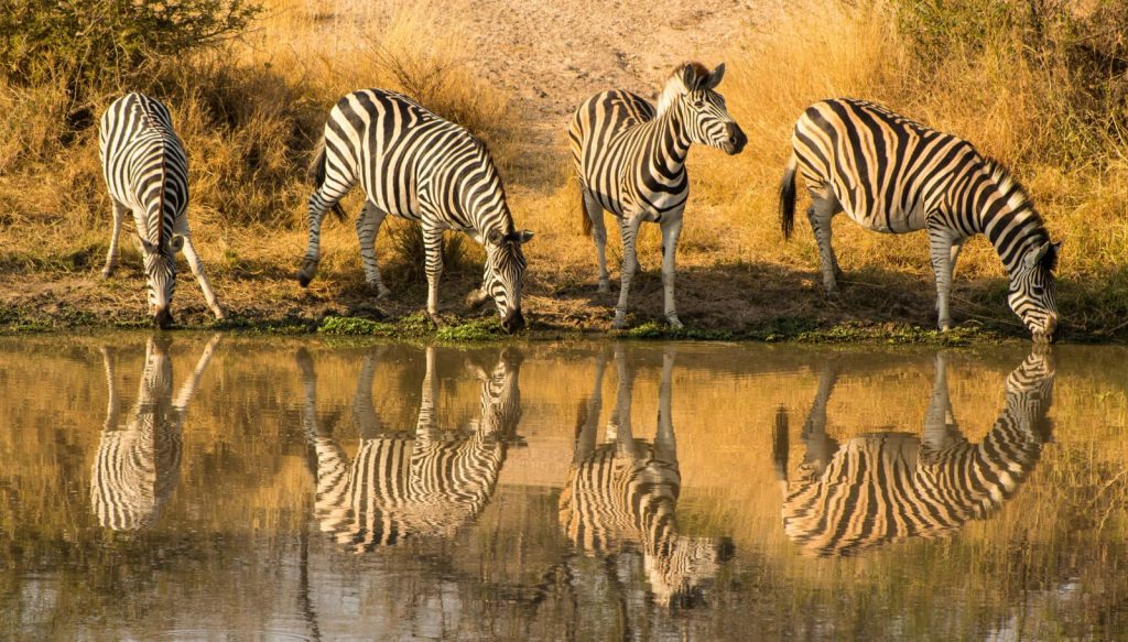 Zebras drinking water out of the crocodile river. Example of the views along the Marloth Park river. Water creating a mirror effect